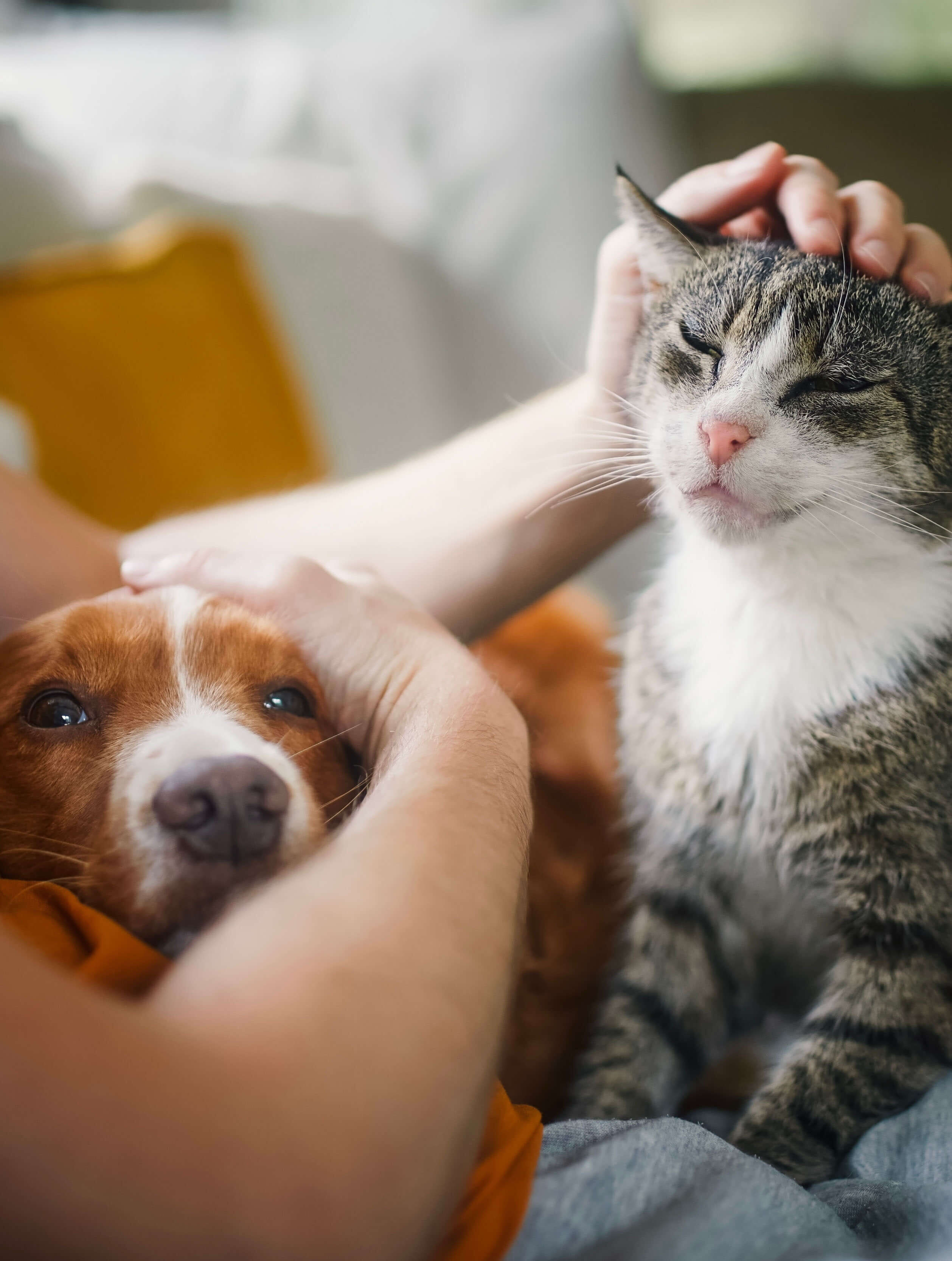 person cuddling with cat and dog person cuddling with cat and dog
